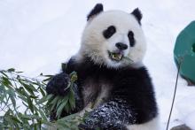 Giant panda Qing Bao eats bamboo in her snow-covered outdoor habitat Jan. 8, 2025. Credit: Roshan Patel/Smithsonian's National Zoo and Conservation Biology Institute