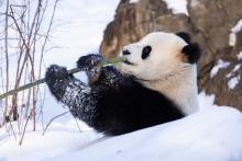 Giant panda Qing Bao eats bamboo in her snow-covered outdoor habitat Jan. 8, 2025. Credit: Roshan Patel/Smithsonian's National Zoo and Conservation Biology Institute